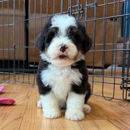Tricolor male - Tri-color male Bernedoodle puppy in Brooksville, Florida from Kruger Doodles
