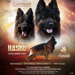 Hasko - German Shepherd