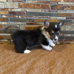 Boy one - Black and tan male Pembroke Welsh Corgi puppy in Visalia, California from VIP Stables