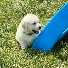 Golden Retriever and Jack Russell Terrier Puppies from Shelby Burleson's Golden Retrievers and Jack Russell Terriers