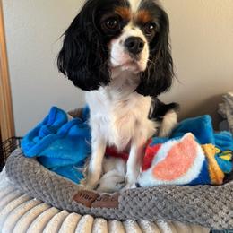 Ellie - Cavalier King Charles Spaniel