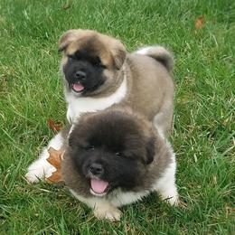 Akita from Komai Akitas