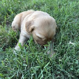 Canyon - Dark golden male Golden Retriever puppy in Mesa, Arizona from Grand Canyon Goldens