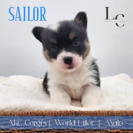 Sailor - Black and tan male Pembroke Welsh Corgi puppy in Pine Village, Indiana from NL Horsemanship