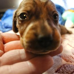 Dachshund Puppies from Randal Hunke