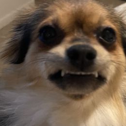 Australian Shepherds, Maltese, and Pomeranians from Destination Dalmatian