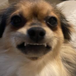Australian Shepherds, Maltese, and Pomeranians from Destination Dalmatian