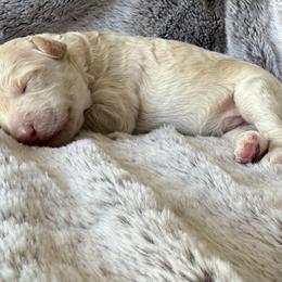 Cream - Cream male Goldendoodle puppy in Mc Cutchenville, Ohio from Dawn's Doodles