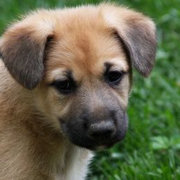 Chinook puppies from Vanguard Chinooks