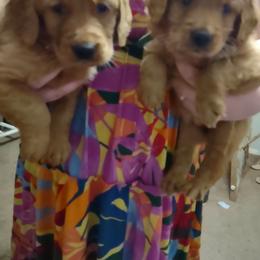 Golden Retriever Puppies from Ginger Snap Golden Retrievers