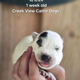 Girl 2 - Blue mottled female Australian Cattle Dog puppy in Monroe, North Carolina from Creek View Cattle Dogs