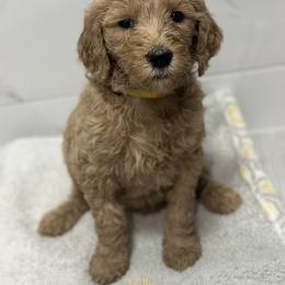 Goldendoodle Puppies from A&B Doodles