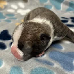 Boy 4 - male Boston Terrier puppy in Corning, California from SB Bostons / Raksha Malinois