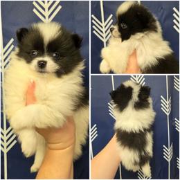 Boy 3 - Black parti male Pomeranian puppy in Washington, North Carolina from Grace's Poms🐾💕