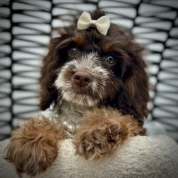 Kiwi - Brown white and tan female Cockapoo puppy in Palm Beach County, Florida from Benji’s Cockapoos