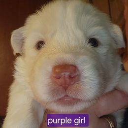 Hard ta get - White female Siberian Husky puppy in Quincy, Illinois from Boden Breeding