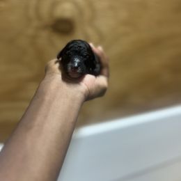 Cavapoo and Poodle Puppies from P&D Palace