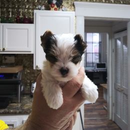 Yorkshire Terrier Puppies from Dare to Dream Yorkies