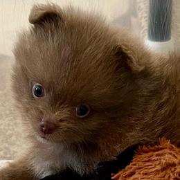Wisteria - Lavender female Pomeranian puppy in Bentonville, Arkansas from Hummingbird & Fox