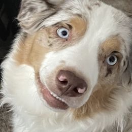 Australian Shepherds from Northern Lights Aussies