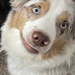 Australian Shepherds from Northern Lights Aussies