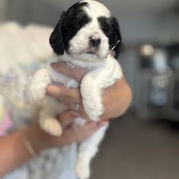 Cockapoo and Labrador Retriever Puppies from Kinkade Kennels