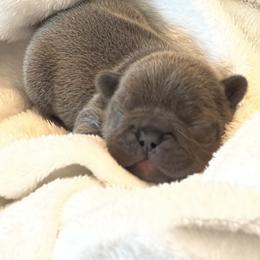 French Bulldog puppies from MO Frenchie Kisses