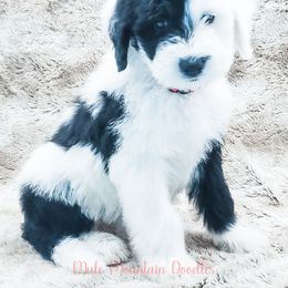 Bearded Retriever, Labradoodle, and Sheepadoodle Puppies from Mule Mountain Doodles