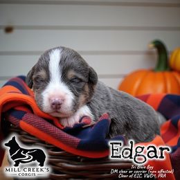 Edgar - Blue male Pembroke Welsh Corgi puppy in Taylorsville, North Carolina from Mill Creek’s Pembroke Welsh Corgis and French Bulldogs