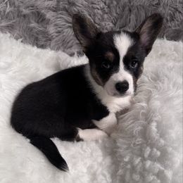 Boy 2 - Lt Blue Collar - Black and white male Cardigan Welsh Corgi puppy in Grants Pass, Oregon from Rockin’ DA Corgis & Critter Transport LLC