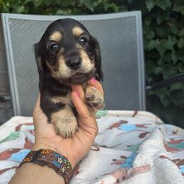 Black and cream longhair male - Black and tan male Dachshund puppy in Manteca, California from Sweet and Low Dachshunds
