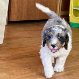 Quesadilla - Merle female Bernedoodle puppy in Roy, Utah from Doodles are Amazing