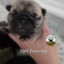 Boy 2 - Fawn male Pug puppy in Keysville, Georgia from Rollee Pollee Pugs