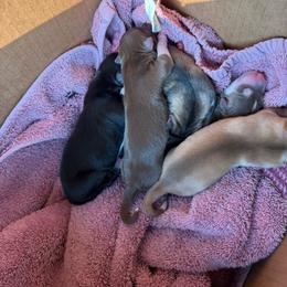 Agouti girl - Agouti and white female Siberian Husky puppy in London, Ohio from Rose Trail Siberian’s