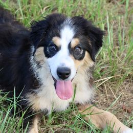 Jackson - Black tri-color male Australian Shepherd puppy in Eustace, Texas from PCG Farms