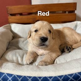 Red - Light golden female Golden Retriever puppy in Lebec, California from Socalretrievers