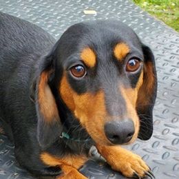 Dachshunds from Jo-Ruth's Dachshunds