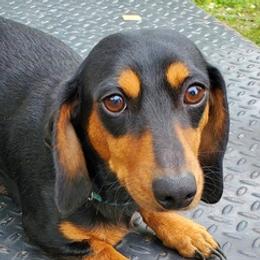 Dachshunds from Jo-Ruth's Dachshunds