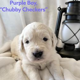 Waldo JR - Light golden male Golden Retriever puppy in Paola, Kansas from Risa’s Goldens