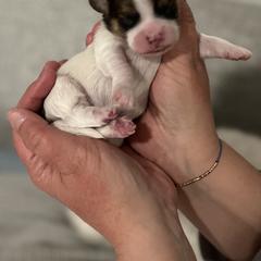 Cavachon, Cavalier King Charles Spaniel, and Cavapoo Puppies from LierChonPoo