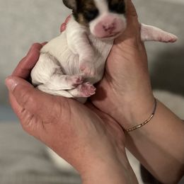 Cavachon, Cavalier King Charles Spaniel, and Cavapoo Puppies from LierChonPoo