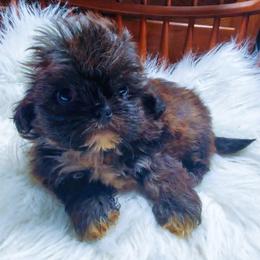Brindle Male - Brindle and white male Shih Tzu puppy in Hillsdale, Michigan from Prairie Fen Farm