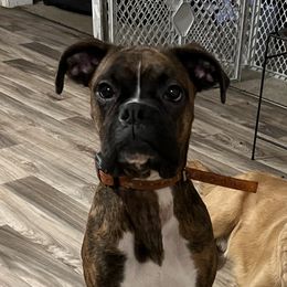 Mota - Boxer