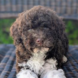 Aurora - Brown roan female Lagotto Romagnolo puppy in West Jordan, Utah from Salt Lake Lagotto