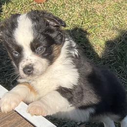 Miniature Australian Shepherds from Akamai Miniature Australian Shepherds