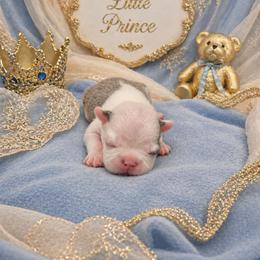 Blue boy - Blue male Boston Terrier puppy in San Antonio, Texas from JT Bostons