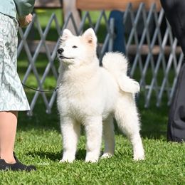 Samoyed Puppies from Limelight Samoyeds