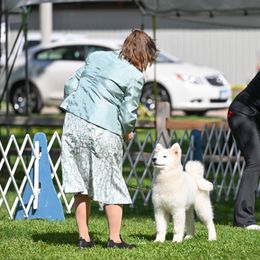 Samoyed Puppies from Limelight Samoyeds