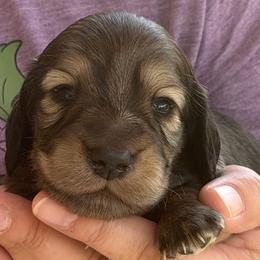 Ryan - Cream male Dachshund puppy in Oregon from SoCo Dachshunds