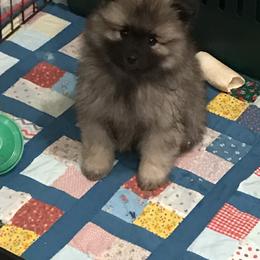 Keeshond Puppies from SummerMist Keeshond